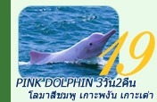 Pink Dolphin: 3 วัน 2 คืน