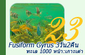 Fusiform Gyrus ทะเล 1000หน้า เกาะเต่า