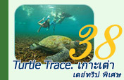 Turtle Trace. เดย์ทริป พิเศษ ดำน้ำเกาะเต่า ต้องได้ดูเต่า
