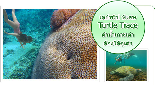 Turtle Trace. เดย์ทริป พิเศษ ดำน้ำเกาะเต่า ต้องได้ดูเต่า